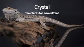  Presentation with pet - Slide set having pet lizard bearded dragon on black background background and a dark gray colored foreground