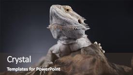  Presentation with pet - Cool new slide set with pet lizard bearded dragon backdrop and a tawny brown colored foreground