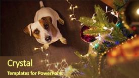  Presentation with pet grooming small dog - Presentation theme with pet looking up happy new background and a  colored foreground