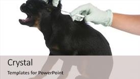  Presentation with superhero dog - Presentation featuring pet microchip - dog being vaccinated or microchipped background and a light gray colored foreground
