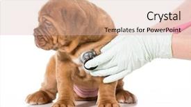  Presentation with veterinary - Slide set featuring pet microchip - veterinary care - dogue de background and a lemonade colored foreground