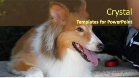  Presentation with scotch - Amazing presentation design having pet owner cuddle on scotch collie at outdoor backdrop and a tawny brown colored foreground