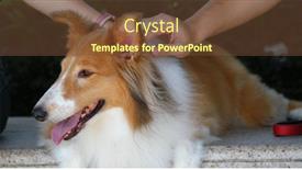  Presentation with scotch - Slide set enhanced with pet owner cuddle on scotch collie at outdoor background and a tawny brown colored foreground