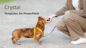  Presentation with dog park - 