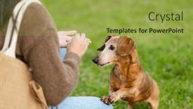  Presentation with give - Slides having pet-owner-give-her-dachshund background and a yellow colored foreground