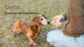  Presentation with give - Presentation design having pet-owner-give-her-dachshund background and a mint green colored foreground