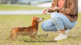  Presentation with give - Presentation theme featuring pet-owner-give-her-dachshund background and a yellow colored foreground