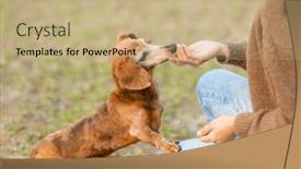  Presentation with dog park - Presentation design having pet-owner-give-her-dachshund background and a  colored foreground