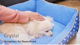  Presentation with pet - Presentation design having pet owner massaging on her dog background and a lemonade colored foreground