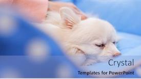  Presentation with pet - Theme featuring pet owner massaging on her dog background and a light blue colored foreground