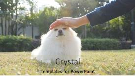  Presentation with dog park - Amazing PPT theme having pet owner touching on her pomeranian dog in the park backdrop and a mint green colored foreground