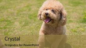  Presentation with pet - Cool new slide set with pet owner train his dog backdrop and a gold colored foreground