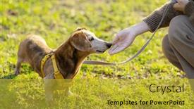  Presentation with dog park - Slides featuring pet-owner-train background and a gold colored foreground