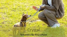  Presentation with dog park - PPT theme having pet-owner-train background and a yellow colored foreground