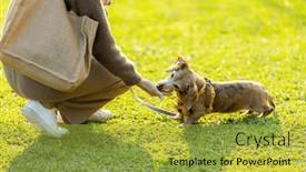  Presentation with dog park - Theme featuring pet-owner-train background and a yellow colored foreground