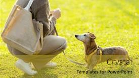  Presentation with dog park - Presentation theme enhanced with pet-owner-train background and a gold colored foreground