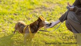  Presentation with dog park - 