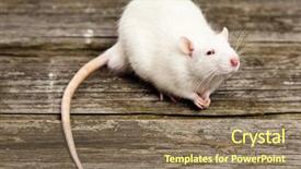  Presentation with pet - PPT theme having pet rats on a wooden background and a violet colored foreground