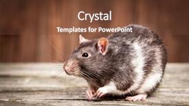  Presentation with rat - PPT theme featuring pet rats on a wooden background and a tawny brown colored foreground