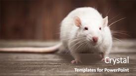  Presentation with pet - Amazing PPT theme having pet rats on a wooden backdrop and a violet colored foreground