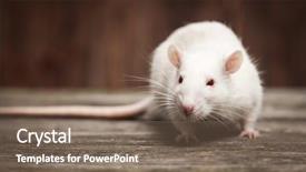  Presentation with rat - Audience pleasing presentation design consisting of pet rats on a wooden backdrop and a violet colored foreground