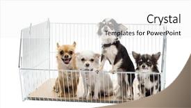  Presentation with cage - Slides enhanced with pet shop - chihuahuas in cage against white background and a white colored foreground