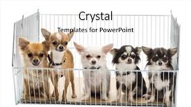 Presentation with cage - Slides having pet shop - chihuahuas in cage against white background and a white colored foreground