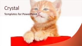  Presentation with hello kitty cute little kitten - PPT theme consisting of pet shop - cute little red kitten background and a  colored foreground