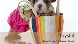  Presentation with puppy - Slide set enhanced with pet shop - cute puppy with paws inside background and a coral colored foreground