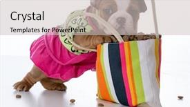  Presentation with puppy - Slides having pet shop - cute puppy with paws inside background and a light gray colored foreground