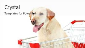  Presentation with dog - PPT theme with pet shop - dog in shopping cart isolated background and a white colored foreground