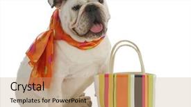  Presentation with english bulldog - PPT theme enhanced with pet shop - english bulldog wearing silk scarf background and a coral colored foreground