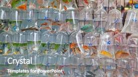  Presentation with hong kong china - Theme having pet shop - famous goldfish market in hong background and a gray colored foreground