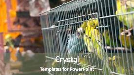  Presentation with parrot - PPT theme featuring pet shop - parrot want to escape shot background and a violet colored foreground