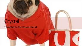  Presentation with pet - Slides enhanced with pet shop - pug wearing red sweater standing background and a red colored foreground