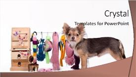  Presentation with cabinet - Presentation theme with pet shop - tiny chihuahua standing next background and a white colored foreground