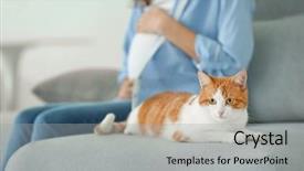 Presentation with pet - Colorful theme enhanced with pet waiting - cute cat and blurred pregnant backdrop and a light gray colored foreground