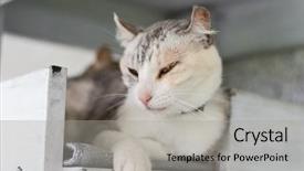 Presentation with wait - Presentation design with pet waiting - cute cat feel tired background and a  colored foreground