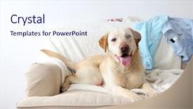  Presentation with radiology dog - Presentation design with pet waiting - dog in messy room lying background and a sky blue colored foreground