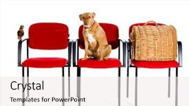  Presentation with cat dog - PPT theme having pet waiting - waitingroom veterinary with bird dog background and a white colored foreground