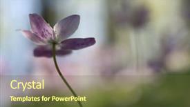  Presentation with wood sculpture - PPT theme having petal of a wood anemone background and a tawny brown colored foreground