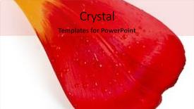  Presentation with blood - Colorful PPT layouts enhanced with petal of flower isolated backdrop and a red colored foreground