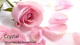  Presentation with pink rose petals - PPT theme featuring petals and pink rose background and a lemonade colored foreground