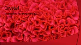  Presentation with red and white rose petals - Cool new PPT layouts with petals of a red flower backdrop and a red colored foreground