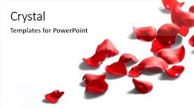  Presentation with white rose - Cool new presentation with 3d red special price on white background backdrop and a coral colored foreground