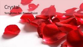  Presentation with white rose - Beautiful presentation featuring petals of a rose backdrop and a coral colored foreground