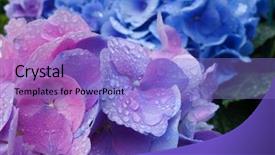  Presentation with hydrangea - Colorful presentation theme enhanced with petals of hydrangea blossom backdrop and a light blue colored foreground