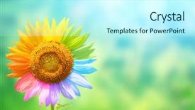  Presentation with unique temples - Presentation theme consisting of petals painted in rainbow background and a cool aqua colored foreground