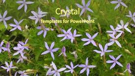  Presentation with purple - Presentation theme consisting of petals purple flower jasmin shape background and a tawny brown colored foreground