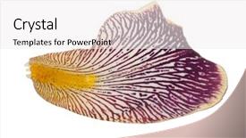  Presentation with iris - Slides consisting of petals white - iris petal macro background and a white colored foreground